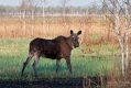 057_Biebrza - kwiecien 2012